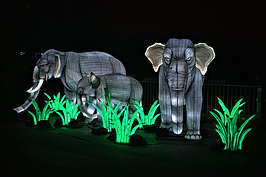 Bernhard Saalfeld - ChinaLightKoelnerZoo2025 (2v9)